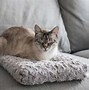 Image result for Human Cat Bed