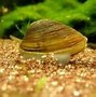 Image result for Hard Shell Clams
