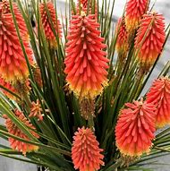 Image result for Kniphofia The Rocket