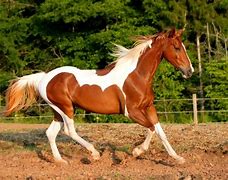 Image result for American Paint Horse