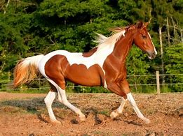 Image result for Paint Horse Coats