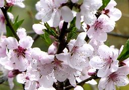 Image result for Cherry Blossoms