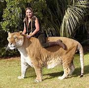 Image result for Worlds Biggest Animal