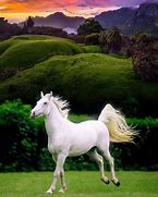 Image result for White Paint Horse