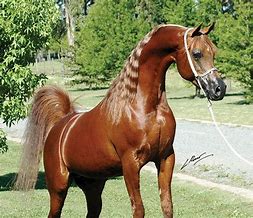 Image result for Famous Arabian Stallions