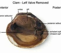 Image result for Clam Inside Shell
