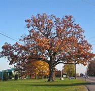 Image result for Lailey Meritage Canadian Oak