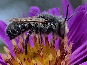 Image result for Megachile Parallela