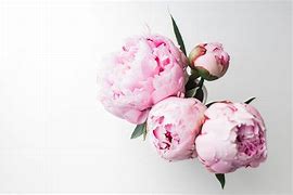 Image result for Light Pink Peonies Wallpaper