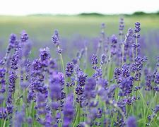 Image result for Lavender High Guardian Spice