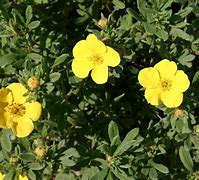 Bildergebnis für Potentilla fruticosa Sommerflor