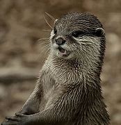 Image result for Otter Wallpaper