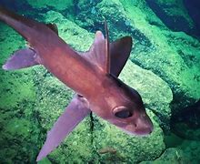 Image result for New Underwater Species