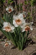 Image result for Narcissus Pink Parasol