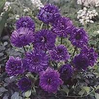 Image result for Anemone coronaria Lord Lieutenant