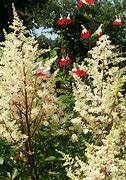 Astilbe Rock and Roll ® (Arendsii-Group) に対する画像結果