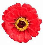 Image result for Beautiful Flowers Images Transparent Background