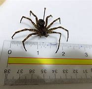 Image result for Biggest Spider in Canada