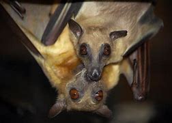 Image result for South African Bats