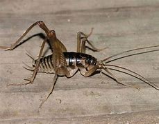 Image result for Cricket Insect Sound