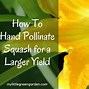 Image result for Types of Garden Squash