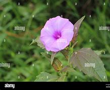 Image result for Morning Glory Ipomoea Triloba