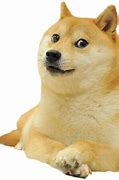 Image result for Pic of Doge