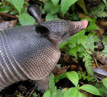 Image result for Cool Armadillo Wallpaper