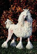 Image result for Corded White Poodle