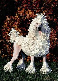 Image result for Corded Poodle Hair