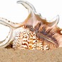 Image result for 10 Coquillage