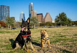 Image result for search dog austin
