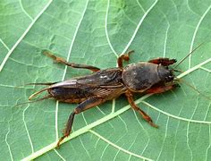 Image result for Mule Cricket