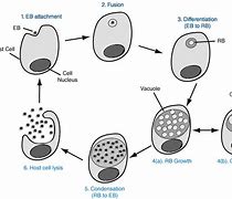 Image result for Chlamydia Microscope