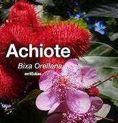 Image result for acnote
