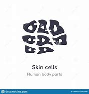 Image result for Skin Cell Outline