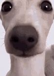Image result for Dog Staring at Phone Meme