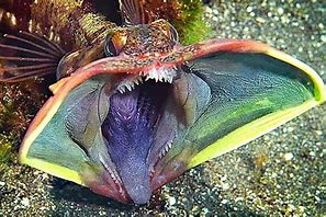 Image result for Ocean Creatures