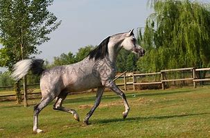 Image result for Russian Arabian Horse