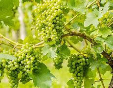 Image result for organically grape