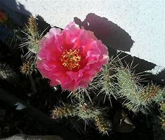 Image result for Deadly Cactus