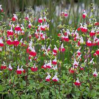 Image result for Salvia microphylla