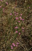 Image result for Indian Pink Wildflower