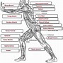 Image result for Human Body Vocabulary