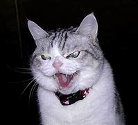 Image result for Evil Laugh Cat