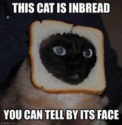 Image result for Inbread Cat Meme