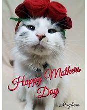 Image result for Happy Mother's Day Cat Meme