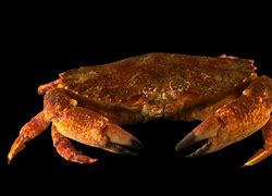 Image result for Cancer Crab Tumor