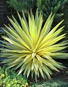Image result for Yucca gloriosa Bright Star