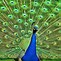Image result for Desktop Peacock Feather